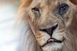 Hewan-Hewan Diselamatkan dari Kebun Binatang 'Neraka' di Albania