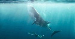 Mengintip Keindahan Bawah Laut Derawan sambil Berenang dengan Hiu Paus