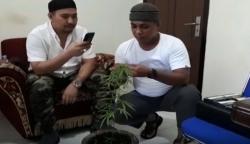 Sipir Lapas Ternate Temukan 8 Tanaman Ganja di Blok Tahanan Narkoba