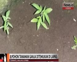 Petugas Lapas Ternate Temukan 8 Pohon Ganja di Depan Kamar Tahanan