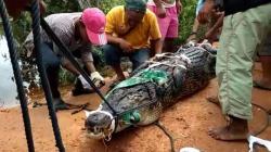 Warga Oba Tidore Tangkap Buaya 4 Meter Diduga Telah Memangsa Manusia