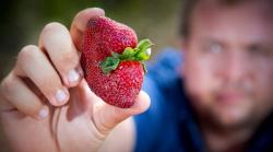 Kasus Strawberry Mengandung Jarum, Motif Pelaku karena Dendam