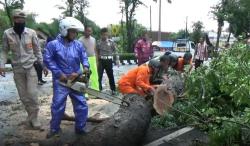 Hujan Deras Disertai Angin Kencang, Sejumlah Pohon Tumbang di Boyolali