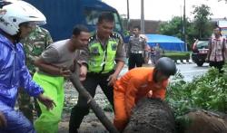 Hujan Deras, Pohon Tumbang Timpa Mobil Parkir di Bandung<