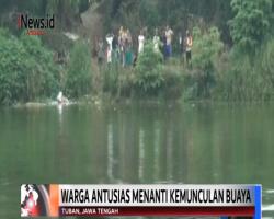 Dianggap Dongeng, Warga Tuban Dihebohkan 6 Buaya di Bengawan Solo