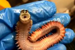 Nelayan Ini Temukan Makhluk Laut Berwujud Aneh dan Berwajah Tersenyum