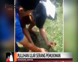Cuaca Ekstrem, Warga Legok Dikejutkan Kemunculan Puluhan Ular