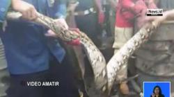 Begini Proses Evakuasi Ular Piton Ganas 8 Meter di Makassar