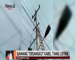 Lepas dari Kandang, Tangan Hewan Dilindungi Siamang Putus akibat Tersengat Listrik