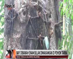 Pemakaman Passiliran Toraja, Jenazah Bayi Diletakkan Posisi Duduk di Pohon Tarra