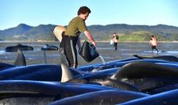 28 Ikan Paus Ditemukan Mati di Pantai Australia