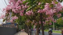 Tabebuya di Surabaya Akan Jadi Pelepas Penat Warga Kota