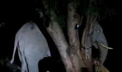 Gajah Mengamuk karena Ditabrak Mobil, Injak Pengemudi hingga Tewas