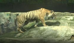 Sebelum Ditangkap, 2 Harimau yang Lepas di Semarang Zoo Serang Petugas