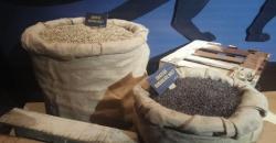 India Segera Larang Ekspor Gandum, Ada Apa?