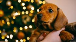 Di Jerman, Anjing Tak Boleh Lagi Jadi Hadiah Natal