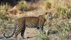 Macan Tutul dan Serigala Turun Gunung saat Lockdown di Pakistan