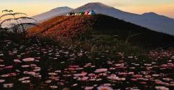 Musim Hujan, Yuk Intip Keindahan Bunga Daisy Mekar di Gunung Prau