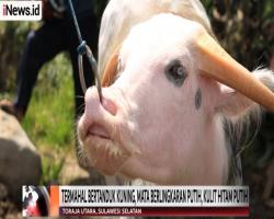 Pasar Bolu di Toraja, Jual Kerbau hingga Rp1 Miliar