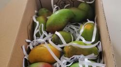 Pisang hingga Mangga Jadi Komoditas Buah Unggulan Ekspor