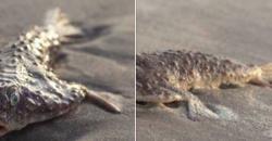 4 Makhluk Misterius yang Terdampar di Pantai Selama 2018