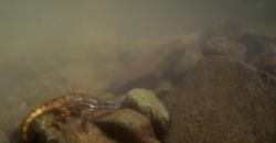 Untuk Pertama Kalinya, Ilmuwan Temukan Kadal Bernapas dalam Air