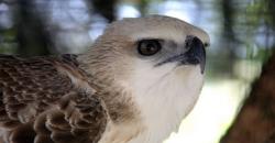 Polisi Tangkap 5 Anggota Sindikat Penjual Satwa Liar Lewat Medsos