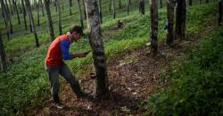 Upah Harian Buruh Tani Naik Jadi Rp55.173 pada Februari