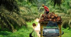 Kebijakan Biodiesel B20 Angkat Saham-Saham CPO