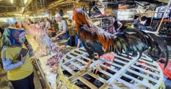 Harga Daging Ayam dan Telur Masih Mahal
