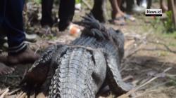 Pascatsunami, Buaya Muara Berkeliaran dan Serang Warga Lampung