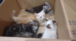 Selundupkan Anak Kucing di Celana, Pria Terancam Denda Rp103 Juta