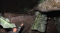 8 Desa di Klaten Diterjang Puting Beliung, Puluhan Rumah Roboh, 2 Luka