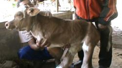 Punya Anak Sapi Lahir dengan 2 Kaki, Samiyem: Tidak Akan Saya Jual