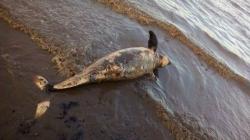 2 Bangkai Dugong Ditemukan Mengambang di Perairan Dumai