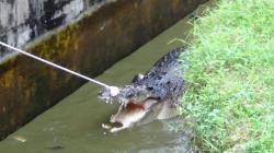 Tegang, Butuh Waktu 3 Jam Evakuasi Buaya Pemangsa Manusia di Minahasa