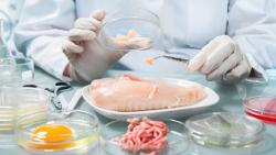 Waspada Bakteri Ecoli pada Ayam Potong Resisten Antibiotik