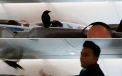 Burung Jalak Nangkring di Kelas Bisnis Pesawat Singapore Airlines