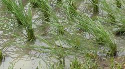 Sungai Meluap, Puluhan Petak Sawah di Banjarnegara Terendam Banjir