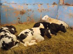 Kembangkan Sapi Belgian Blue, RI Bisa Swasembada Daging