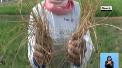 Sistem Pengairan Buruk, 120 Hektare Sawah di Subang Kekeringan