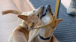 Bocah 9 Tahun Lolos dari Maut Setelah Diterkam Anjing Liar saat Piknik