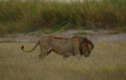 Menyelinap ke Kebun Binatang, Pria di India Tewas Diterkam Singa