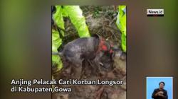 Begini Aksi Anjing Pelacak Cari Korban Tertimbun Longsor di Gowa