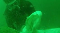 Warga Tuding PT Aquafarm Sering Buang Bangkai Ikan ke Danau Toba