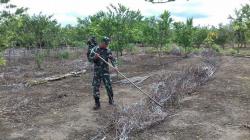 Satgas Yonif PR 328/DGH Bantu Olah Kebun Warga di Perbatasan RI-PNG