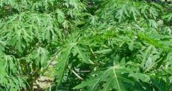 Suka Daun Pepaya dan Makanan Pahit? Ini Manfaatnya bagi Kesehatan 