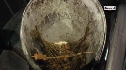 Jual Daging Babi, Pedagang Sate di Padang Diamankan