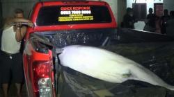 Lumba-Lumba Mati di Sungai Kualuh, Ini Kata BBKSDA