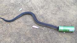 Mencari Air, Kepala Ular Nyangkut di Kaleng Minuman